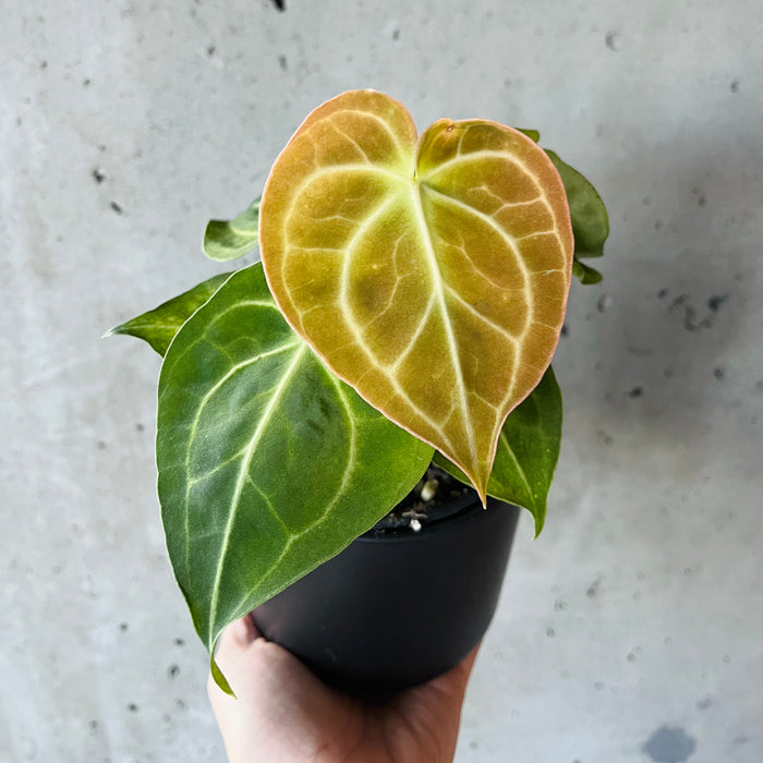 Anthurium Clarinervium