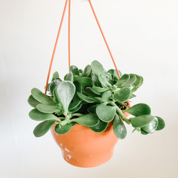 Trailing Jade