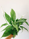 Peace lily with glossy green leaves