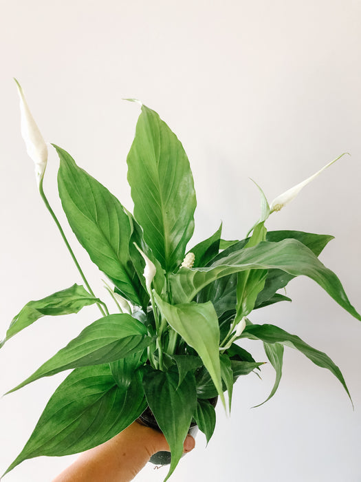 Peace lily with glossy green leaves