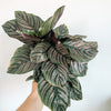 Calathea ornata held in hand
