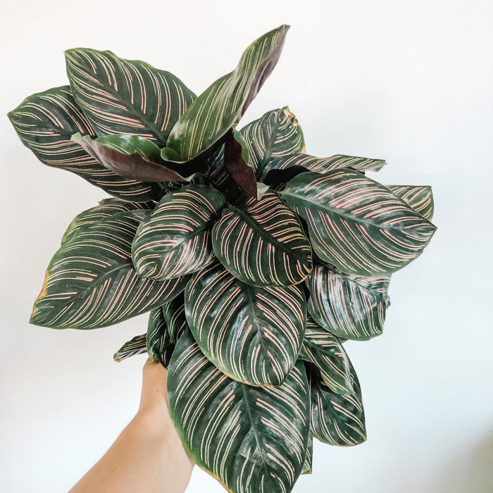 Calathea ornata held in hand