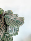 Calathea ornata with dark striped leaves