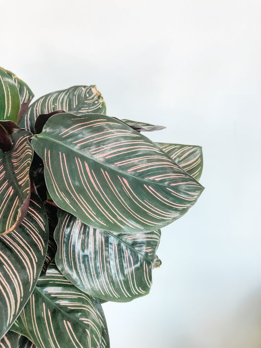 Calathea ornata with dark striped leaves
