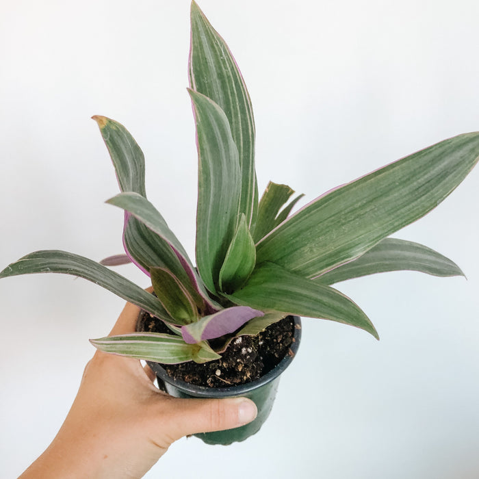 Tradescantia Spathacea