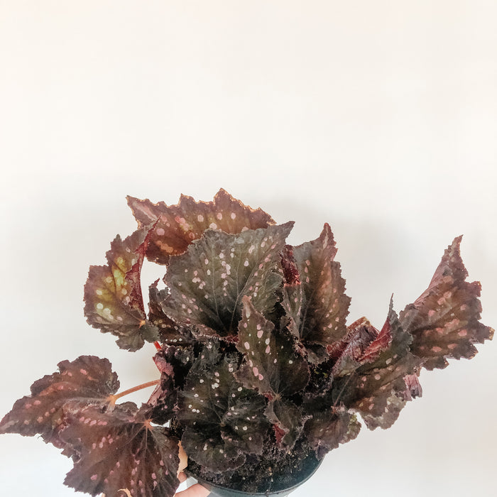 Rex Begonia