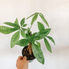 Hand holding a small money tree in a nursery pot