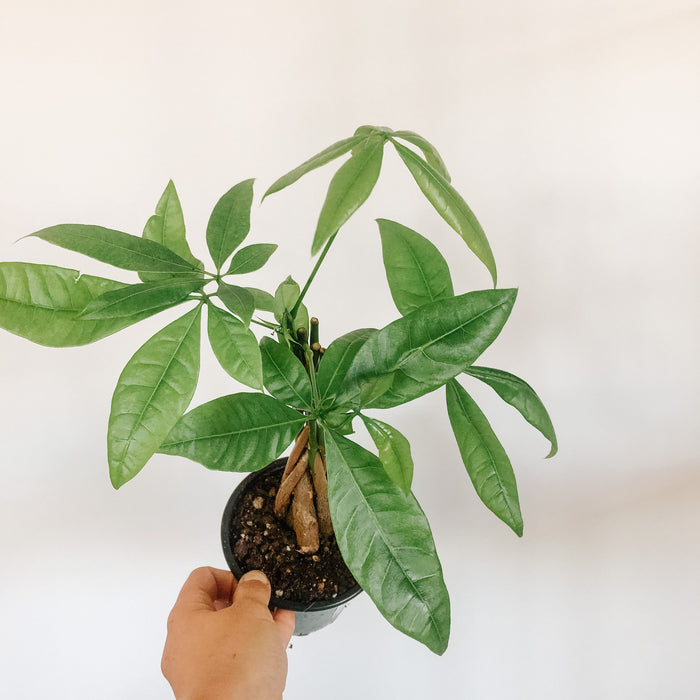 Hand holding a small money tree in a nursery pot