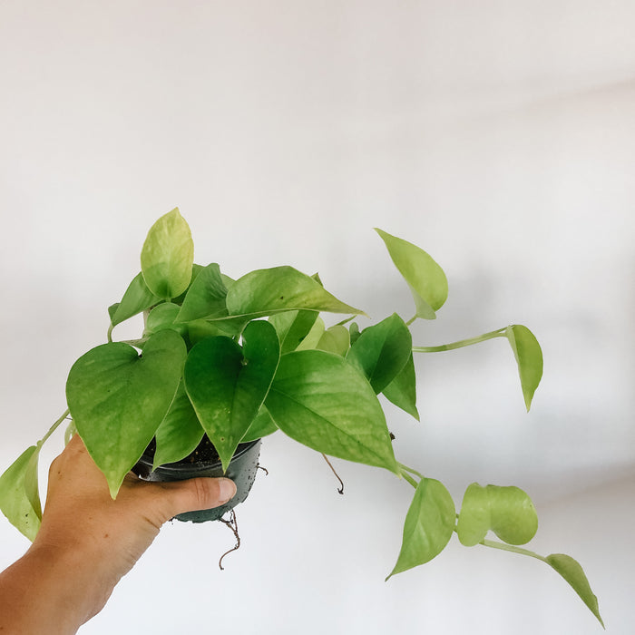 Neon Pothos