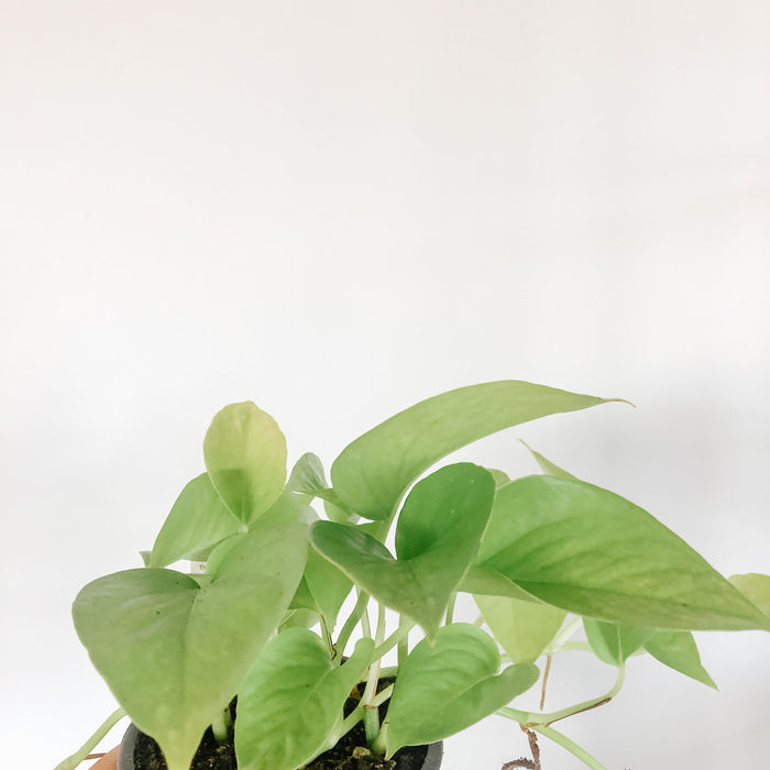 Neon Pothos