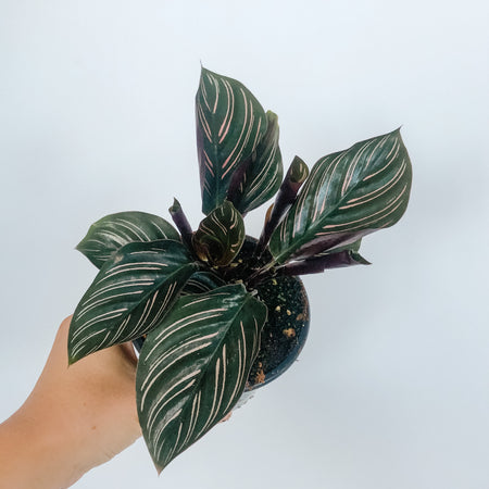 Hand holding a Calathea ornata with pink pinstriped leaves