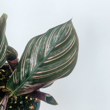 Close-up of pink pinstripes on a Calathea ornata leaf