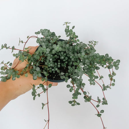 Hand holding a trailing Pilea glauca