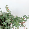 Pilea glauca with tiny silvery leaves