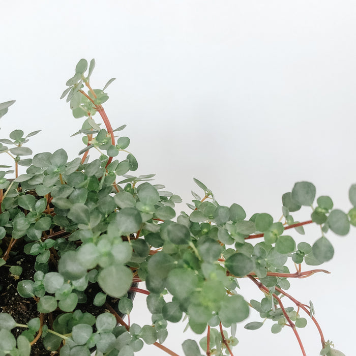 Pilea glauca with tiny silvery leaves