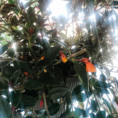 Close-up of orange goldfish plant flowers