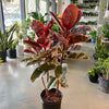 Ruby Red rubber tree in the shop