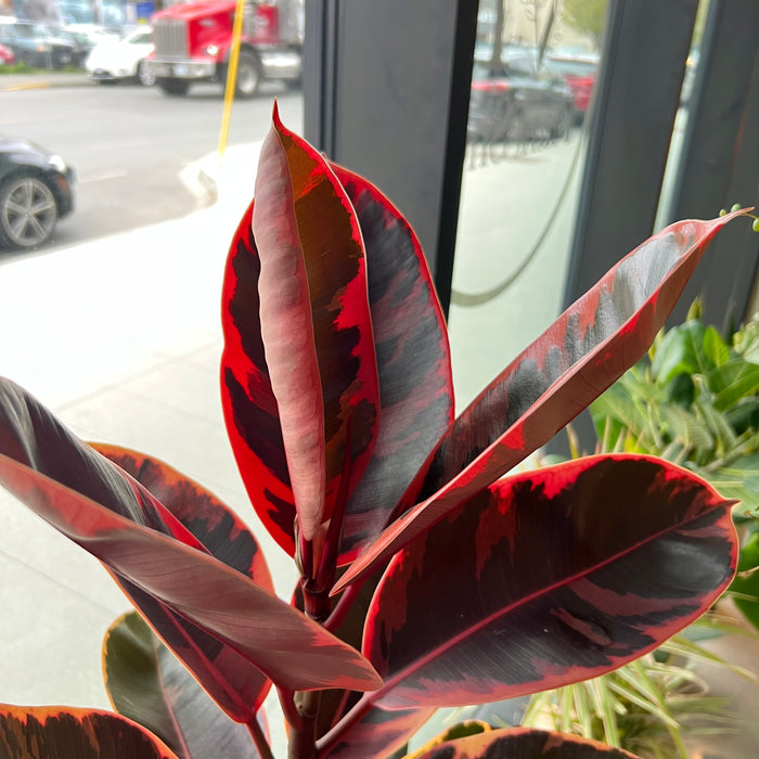 Ruby Red rubber tree with red and green leaves