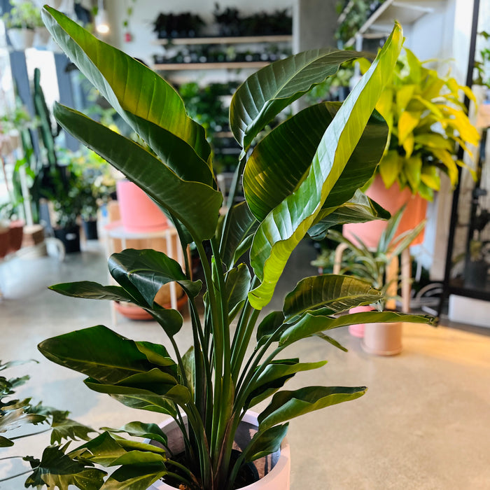 Large bird of paradise plant in a terracotta pot in the shop