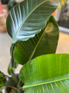 Close-up of large bird of paradise leaves