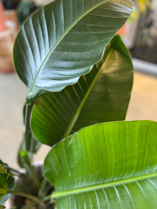Close-up of large bird of paradise leaves