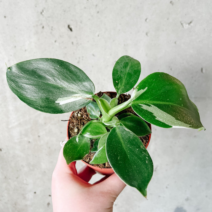 Philodendron White Wizard