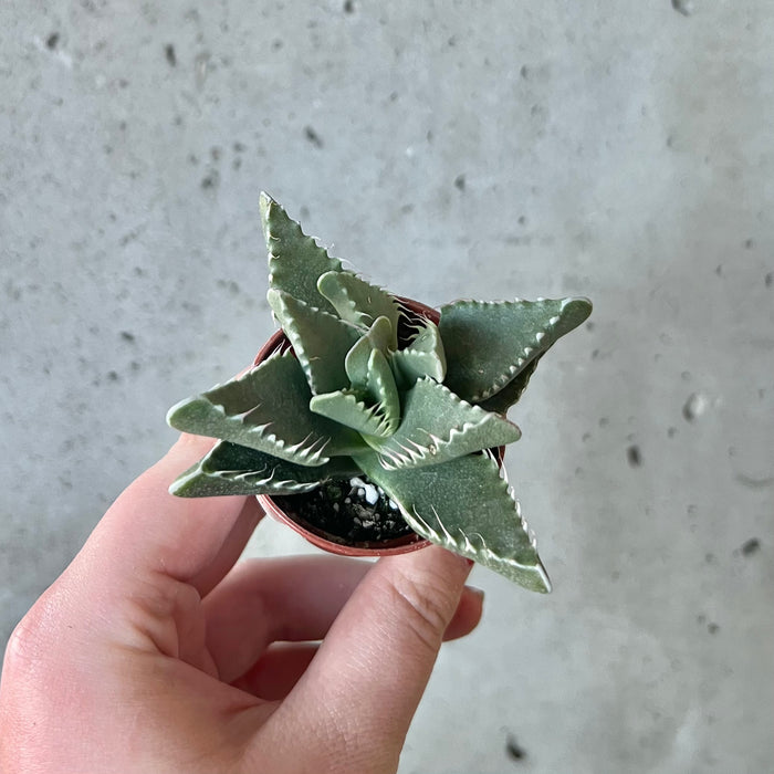 Tiger Jaws Succulent