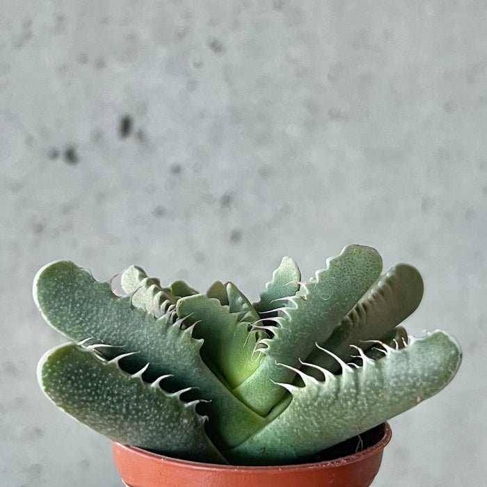 Tiger Jaws Succulent