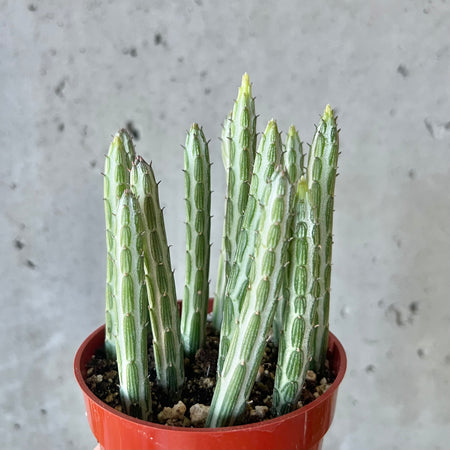 Kleinia stapeliiformis stems in a terracotta pot