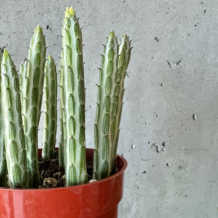 Upright patterned Kleinia stems in a terracotta pot