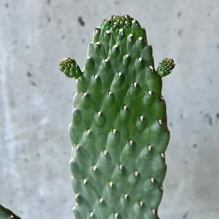 Sour Prickly Pear Cactus