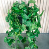 Long trailing golden pothos vines