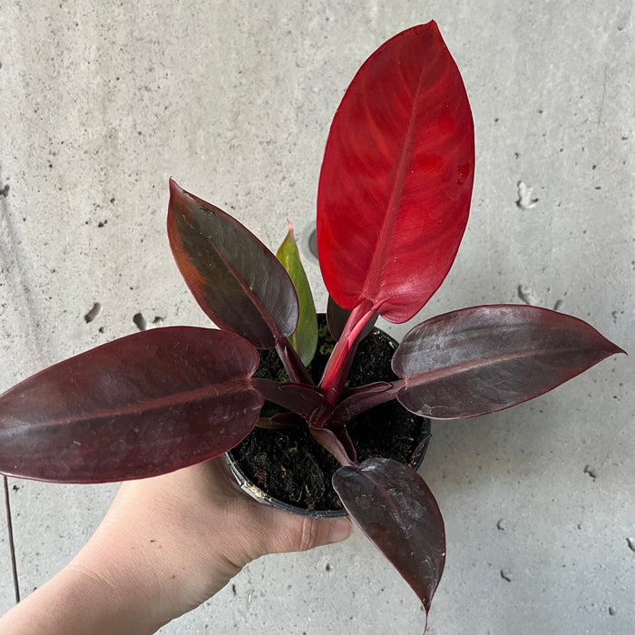 Philodendron Red Sun