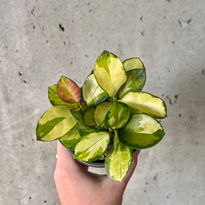 Hoya Australis Lisa