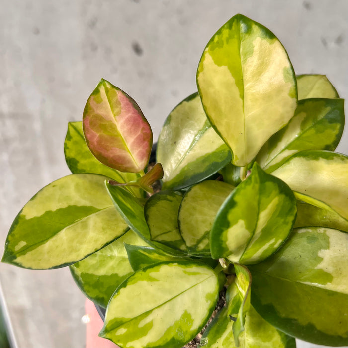 Hoya Australis Lisa