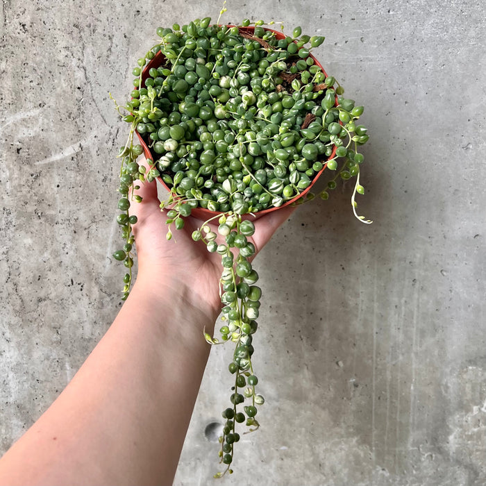 Variegated String of Pearls