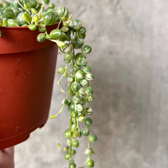 Variegated String of Pearls