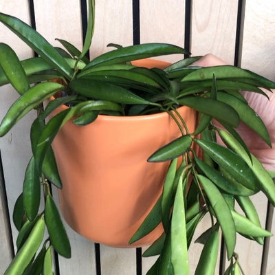 Hoya Wayettii