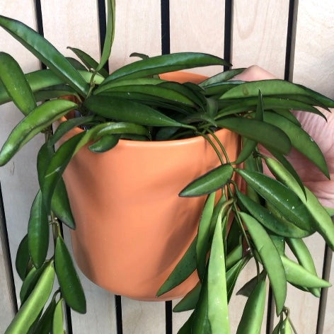 Hoya Wayettii