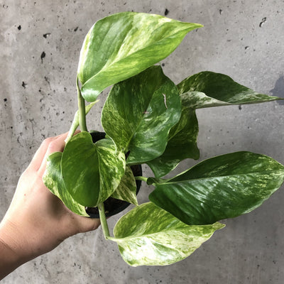 Hand holding a Marble Queen pothos with cream and green leaves