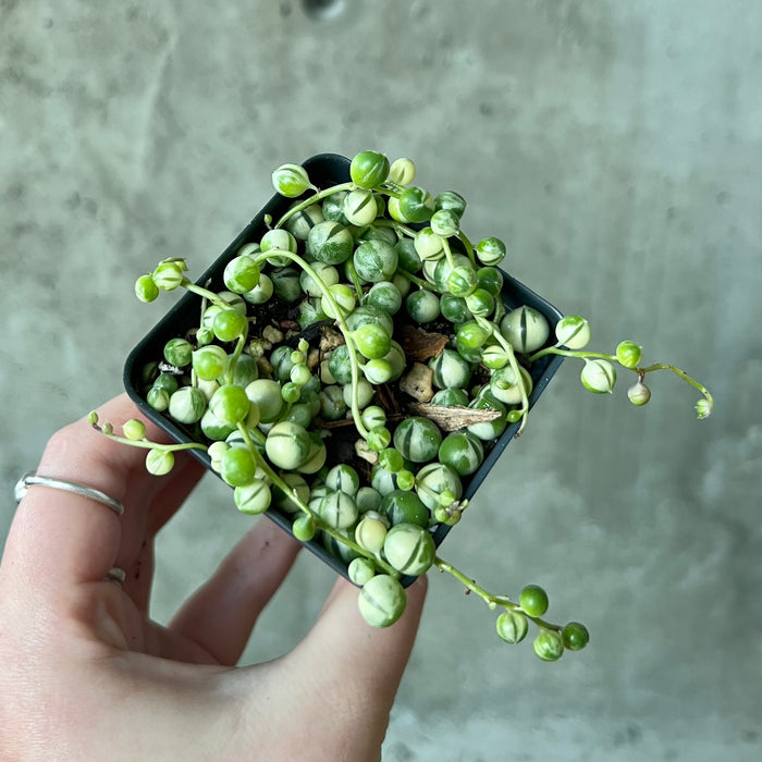 Variegated String of Pearls