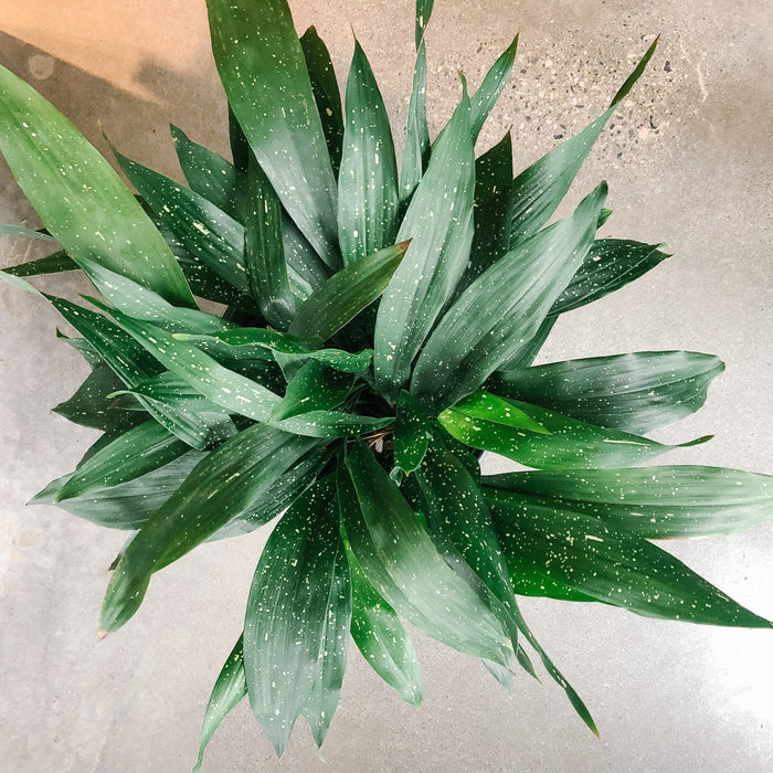 Close-up of Milky Way cast iron plant leaves