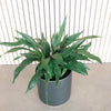 Milky Way cast iron plant in a grey pot