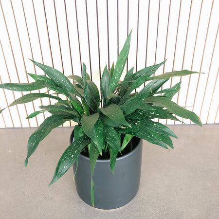 Milky Way cast iron plant in a grey pot