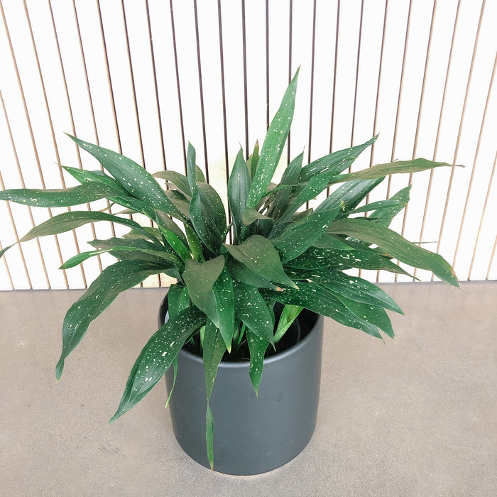 Milky Way cast iron plant in a grey pot