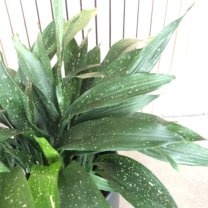 Milky Way cast iron plant with speckled leaves