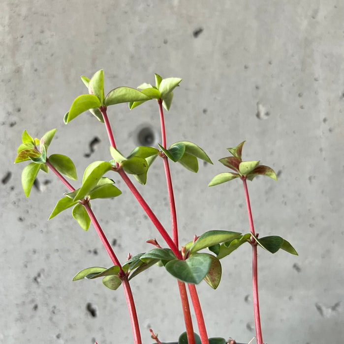 Peperomia Ruebella