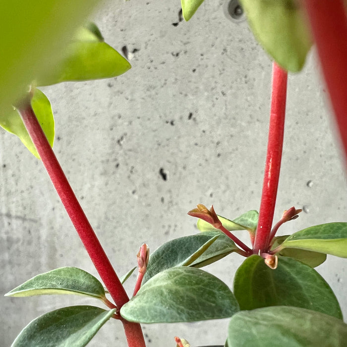 Peperomia Ruebella