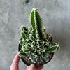Hand holding a ribbed cactus with white stripes