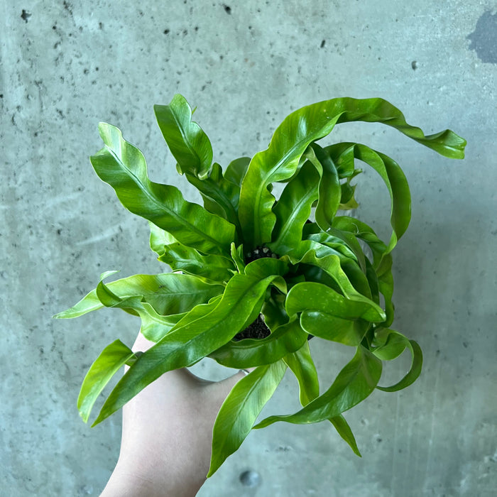 Victoria Bird Nest Fern